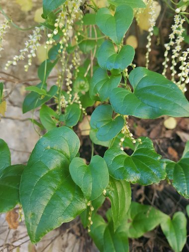 Dioscorea orientalis (J.Thiébaut) Caddick & Wilkin