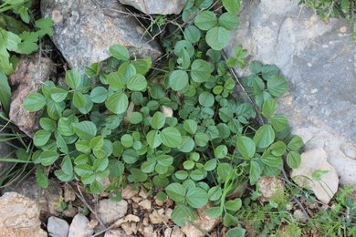 Bituminaria bituminosa (L.) C.H.Stirt.