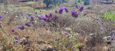 Cynara syriaca Boiss.