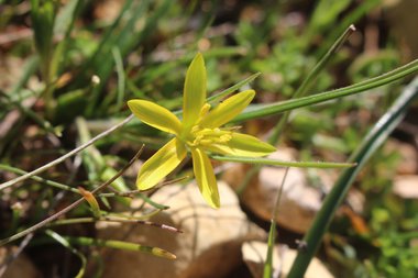 Gagea chlorantha (M.Bieb.) Schult. & Schult.f.