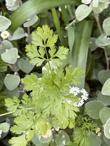 Coriandrum sativum L.