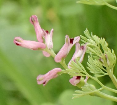 Fumaria parviflora Lam.