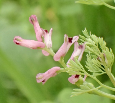 Fumaria parviflora Lam.