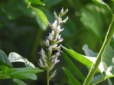 Glycyrrhiza glabra L.