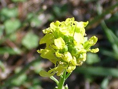 Hirschfeldia incana (L.) Lagr.-Foss.