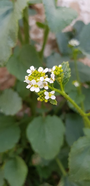 Crambe hispanica L.
