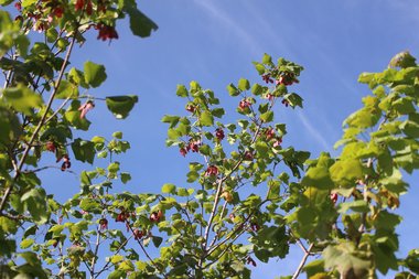 Acer obtusifolium Sm.