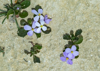 Maresia pulchella (DC.) O.E.Schulz