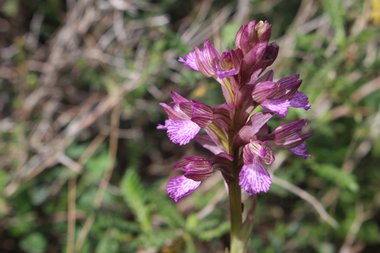 Anacamptis papilionacea (L.) R.M.Bateman, Pridgeon & M.W.Chase