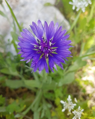 Centaurea cyanoides Berggr. & Wahlenb.
