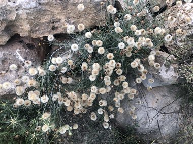 Phagnalon rupestre (L.) DC.