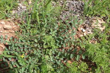 Poterium sanguisorba L.