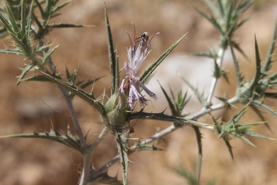 Carthamus tenuis (Boiss. & Blanche) Bornm.