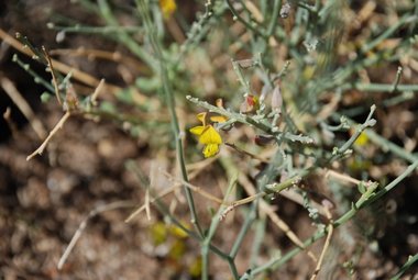Crotalaria aegyptiaca Benth.