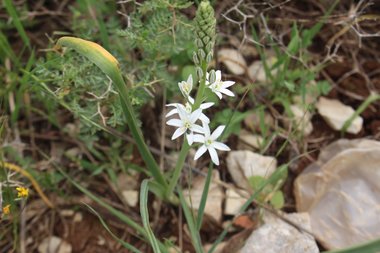 Ornithogalum narbonense L.