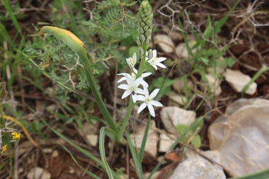 Ornithogalum narbonense L.