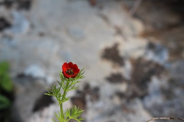 Adonis microcarpa DC.
