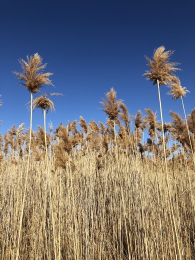Phragmites australis subsp. australis (Cavanilles) Trinius ex Steudel