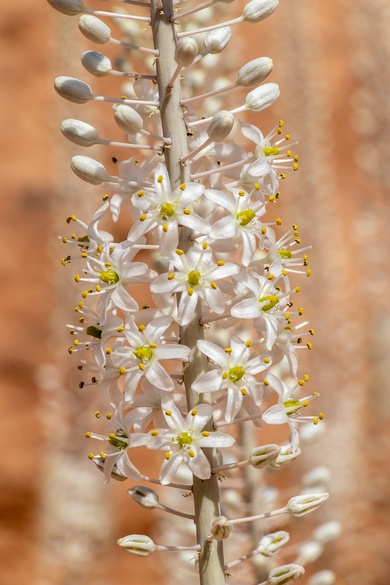 Drimia aphylla (Forssk.) J.C.Manning & Goldblatt