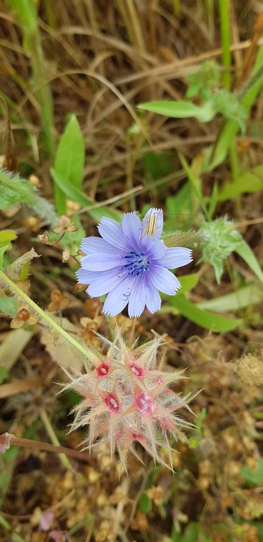 Cichorium pumilum Jacq.
