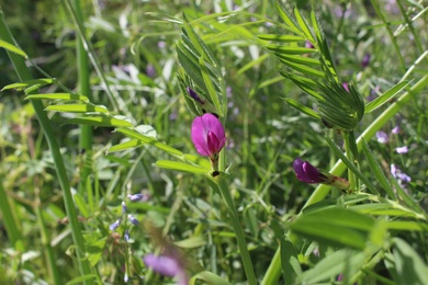 Vicia sativa L.