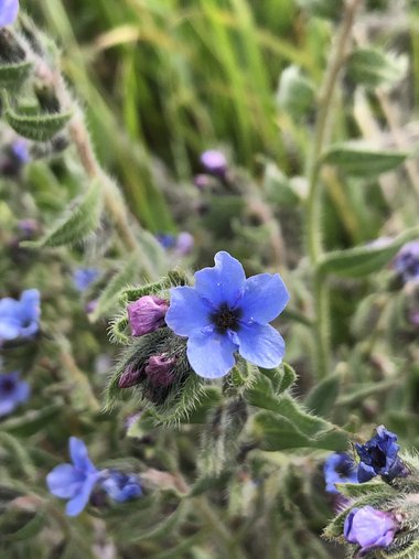 Alkanna strigosa Boiss. & Hohen.