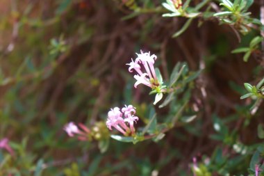 Plocama calabrica (L.f.) M.Backlund & Thulin