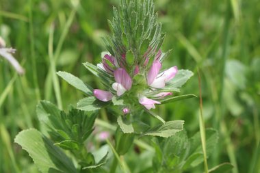 Ononis alopecuroides L.