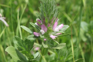 Ononis alopecuroides L.