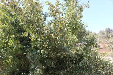 Styrax officinalis L.