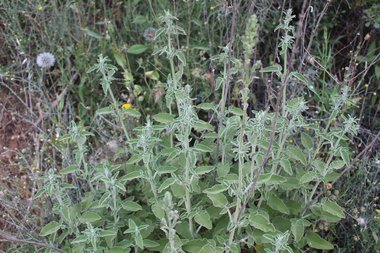 Salvia fruticosa Mill.