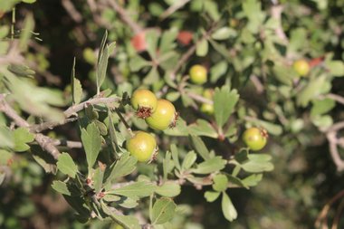 Crataegus azarolus L.