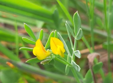Coronilla repanda (Poir.) Guss.