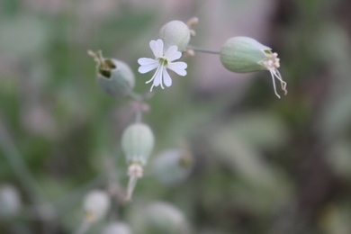 Silene vulgaris (Moench) Garcke