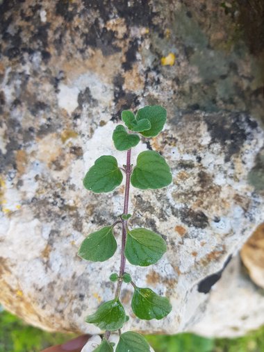 Clinopodium insulare (Candargy) Govaerts