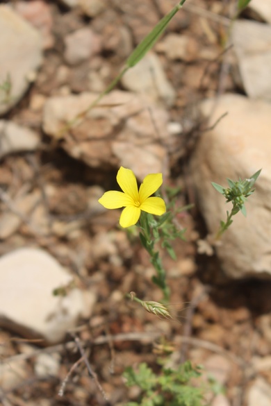 Linum mucronatum Bertol.