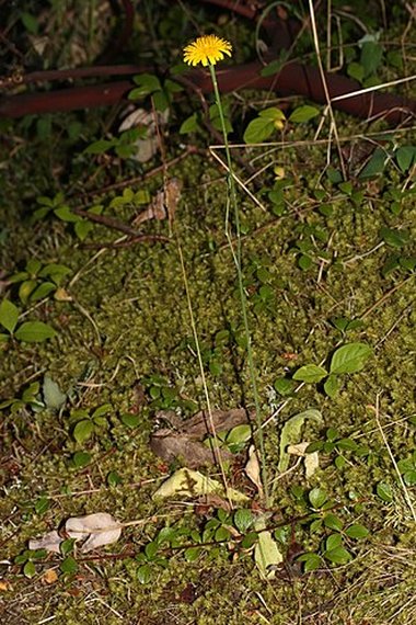 Hypochaeris radicata L.