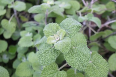 Ballota saxatilis Sieber ex C.Presl