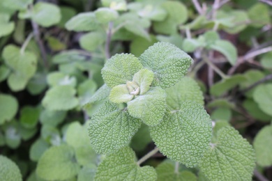 Ballota saxatilis Sieber ex C.Presl