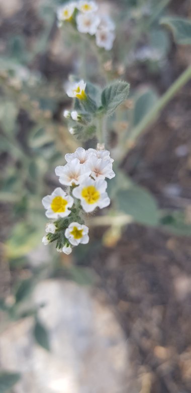 Heliotropium hirsutissimum Grauer