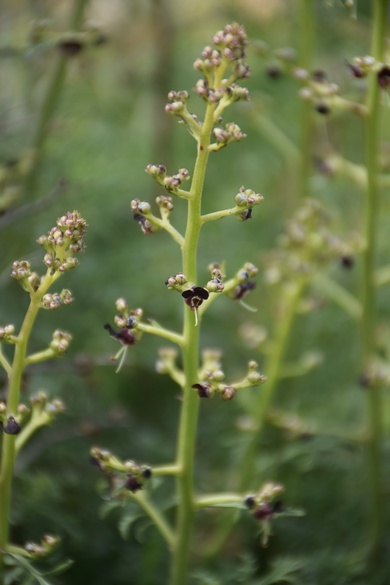 Scrophularia xanthoglossa Boiss.