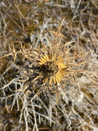 Carlina libanotica Boiss.
