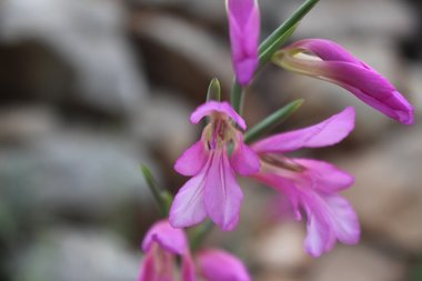Gladiolus italicus Mill.