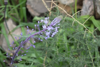 Scilla hyacinthoides L.