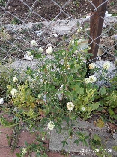 Trifolium berytheum Boiss. & C.I.Blanche