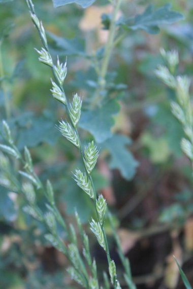 Lolium multiflorum Lam.