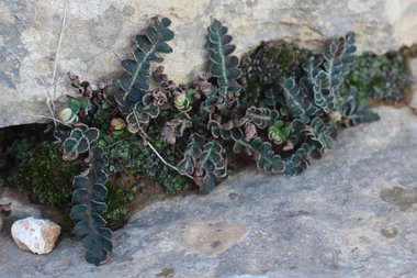 Asplenium ceterach L.