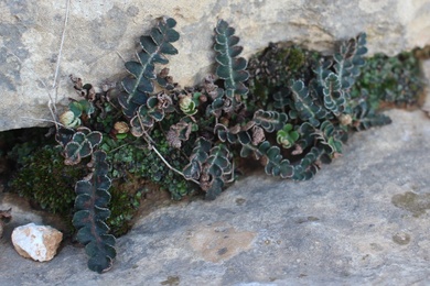 Asplenium ceterach L.