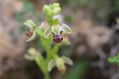 Ophrys umbilicata Desf.