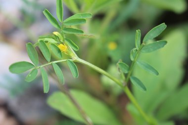 Hippocrepis unisiliquosa L.